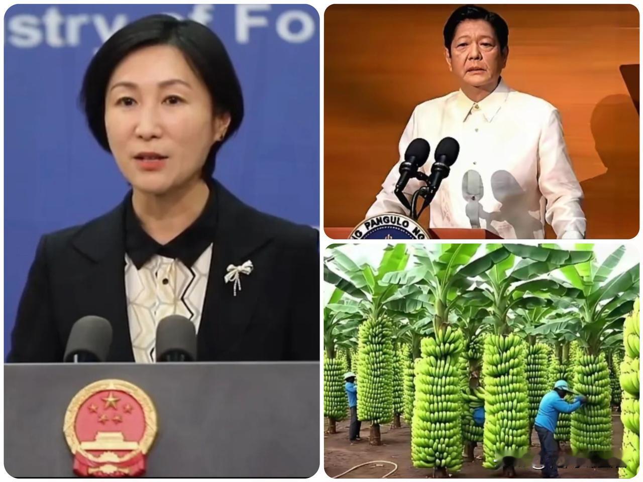 风向悄然转变！
中菲合作节奏放缓，
菲律宾蕉农直面现实难题…
 
近期菲律宾国内