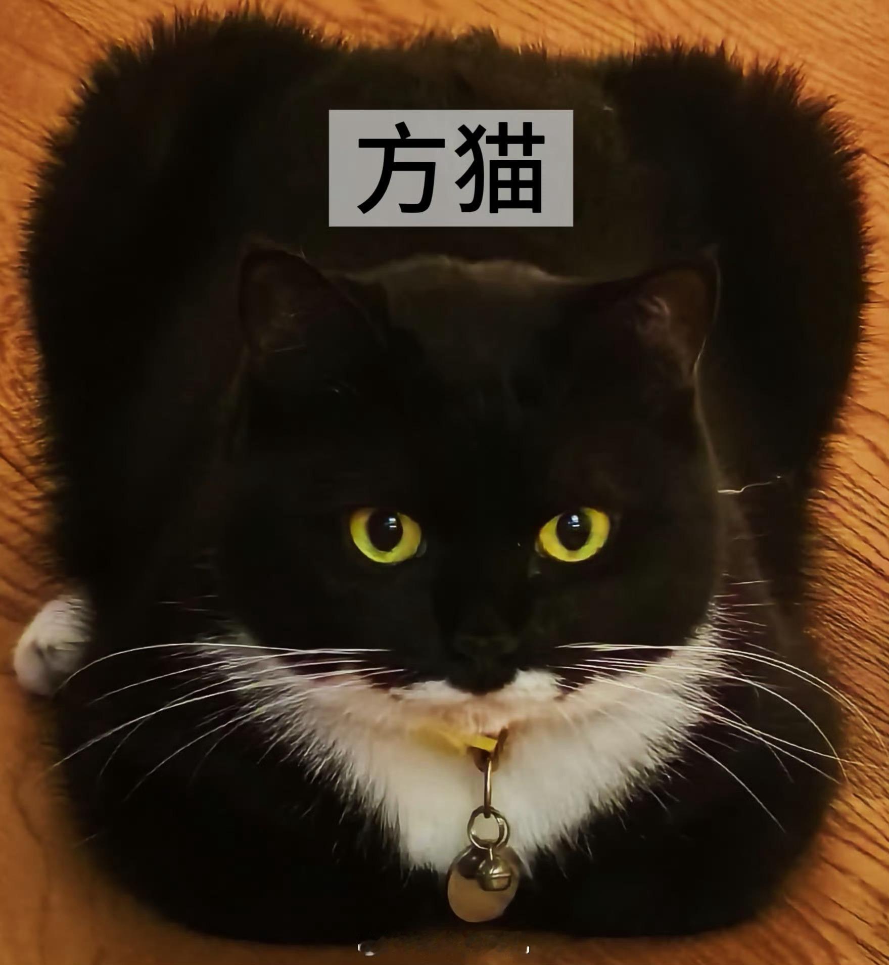 【奶牛猫】不玻璃心，给猫咪起个名字：不能带方字，但体现方 ​​​