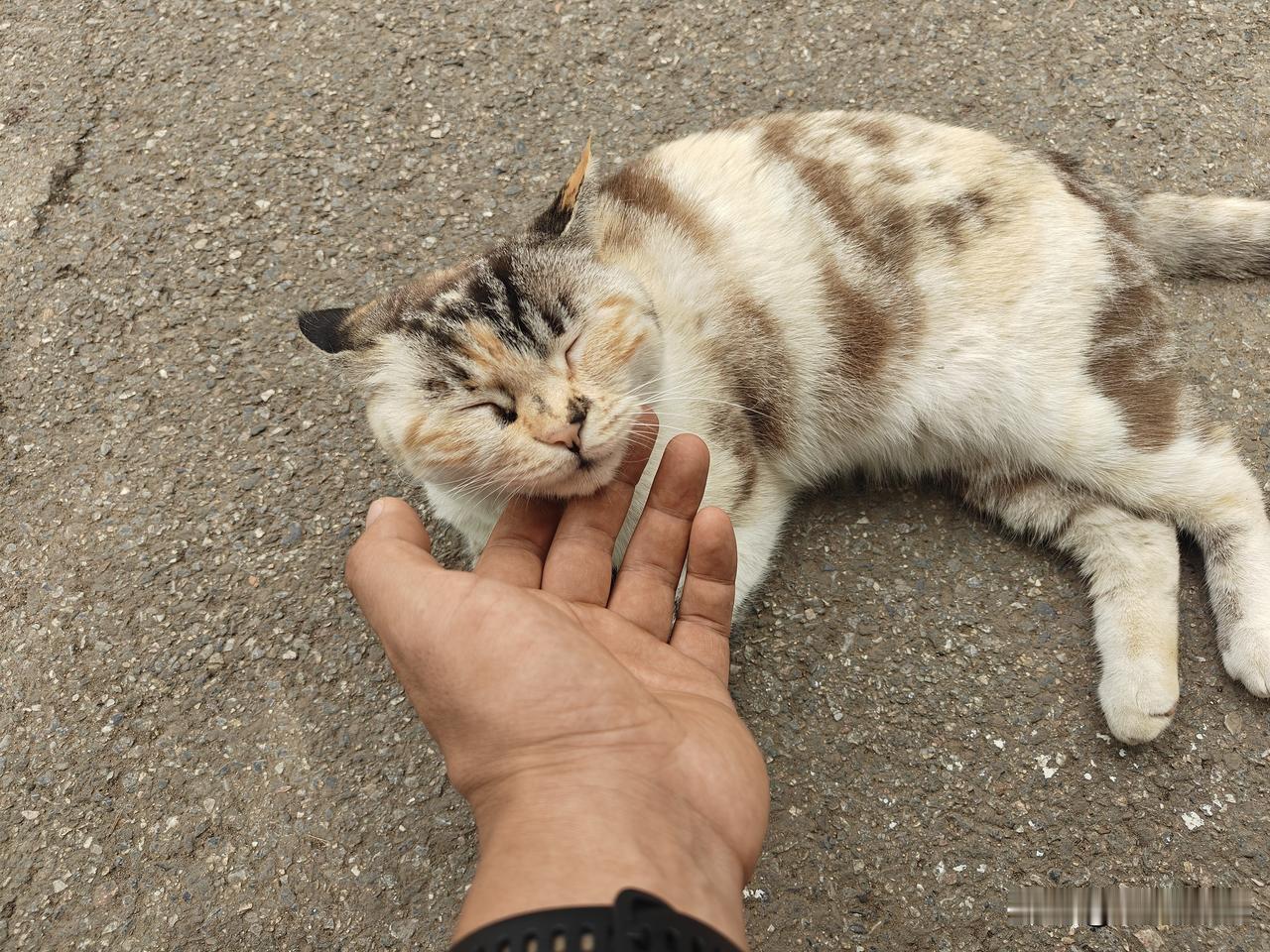 学校里的小猫，每天都固定在一个地方，也不怕人。看来它已经开始享受这样的生活了！