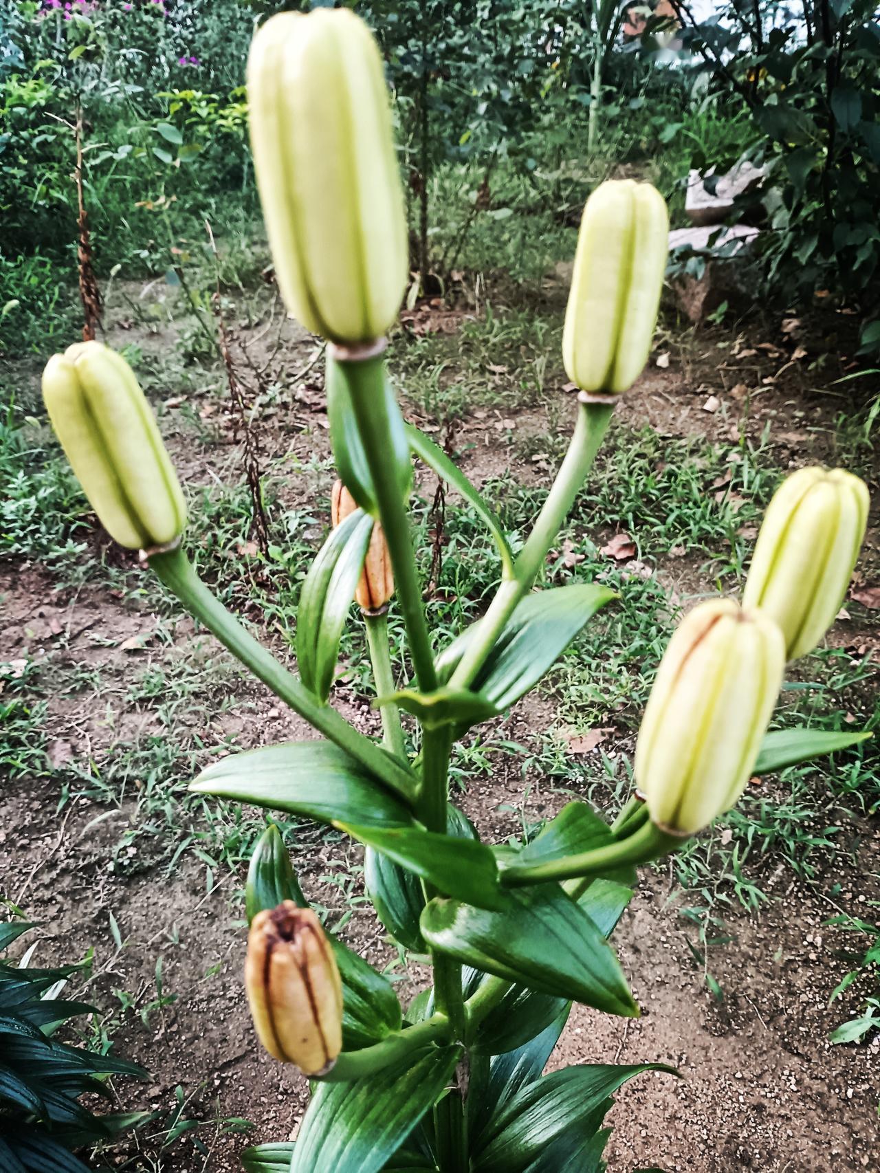 数枚饱满的百合花苞亭亭而立，翠茎青叶相衬，积蓄着力量，静待一朝绽放满庭芬芳。