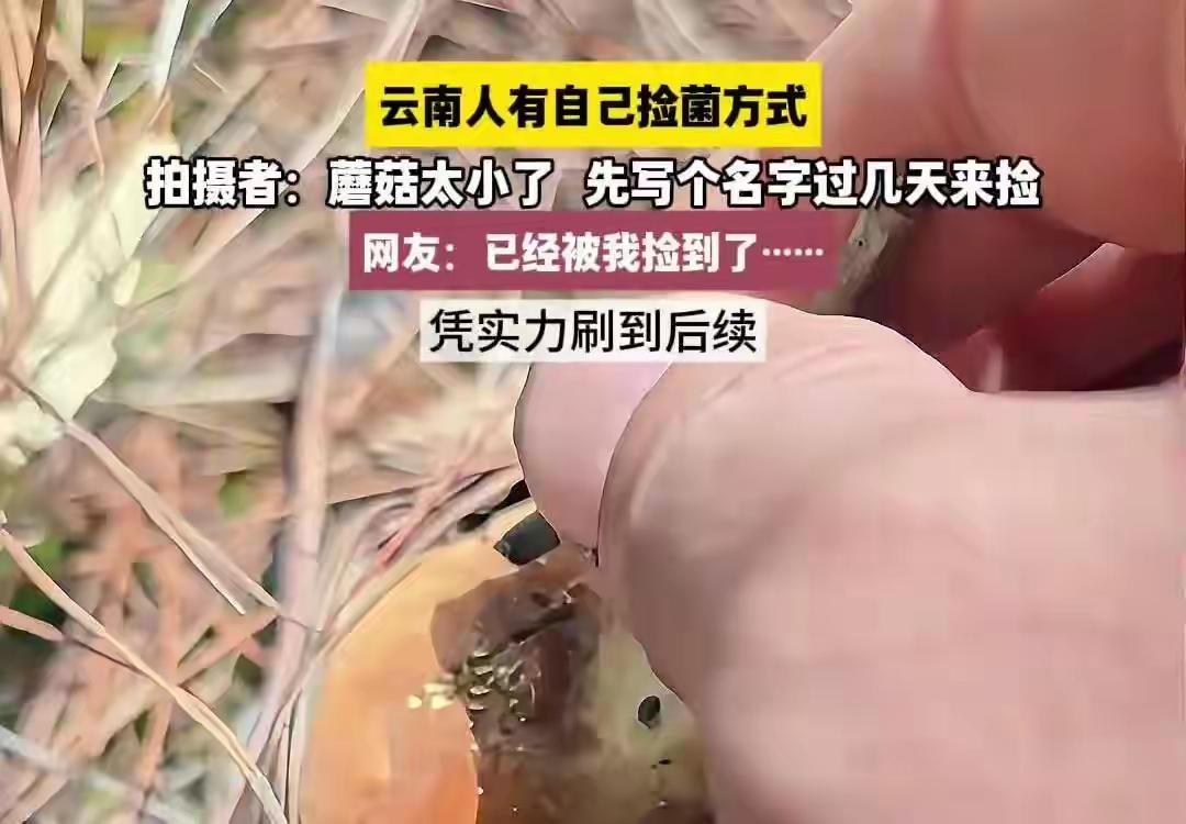 搞笑又心疼！云南一到雨季云南山里遍地野生菌，上山捡菌早已是当地人日常。

一名男