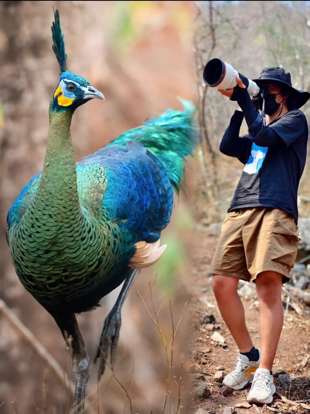 这是中国的凤凰！！！