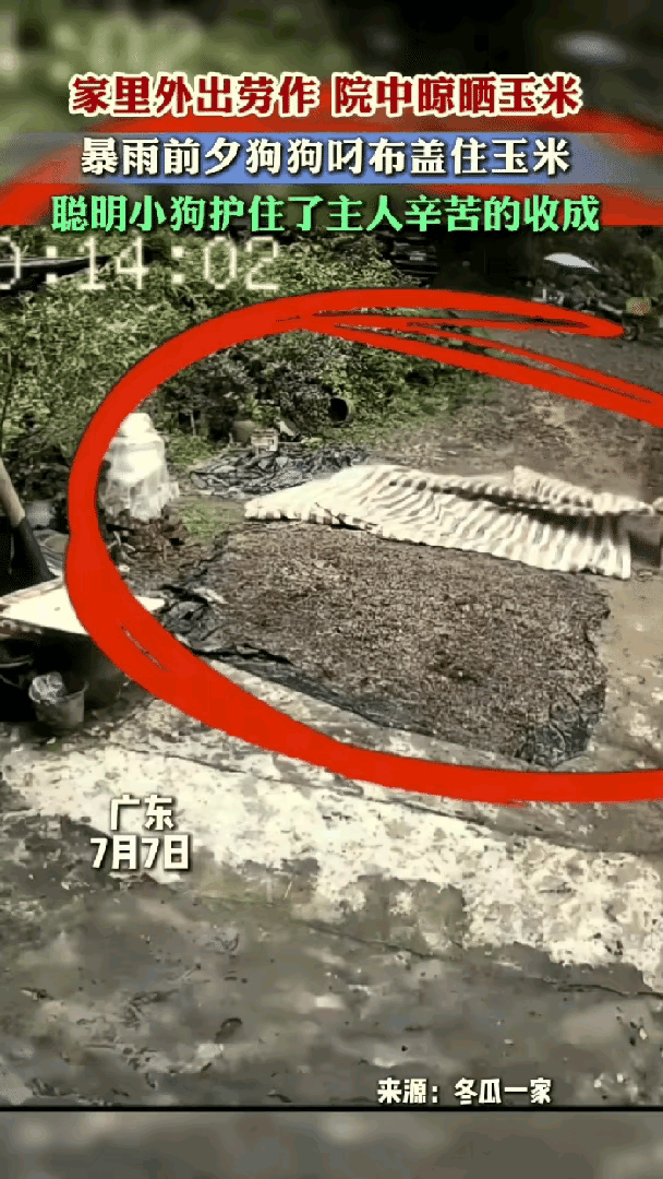 全网暖哭！广东金毛无人指挥，暴雨前独自盖满玉米，妥妥来报恩的
 
太有灵性了，广