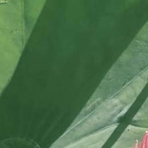 🥺 荷花种植方法一、选购荷花种子或幼苗，可选择已经培育好的幼苗或工程上常用的主