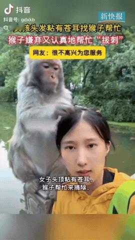 贵州，一女子头发粘了几颗苍耳，然后她直接找一旁的猴子求助，没想到猴子竟然主动帮忙