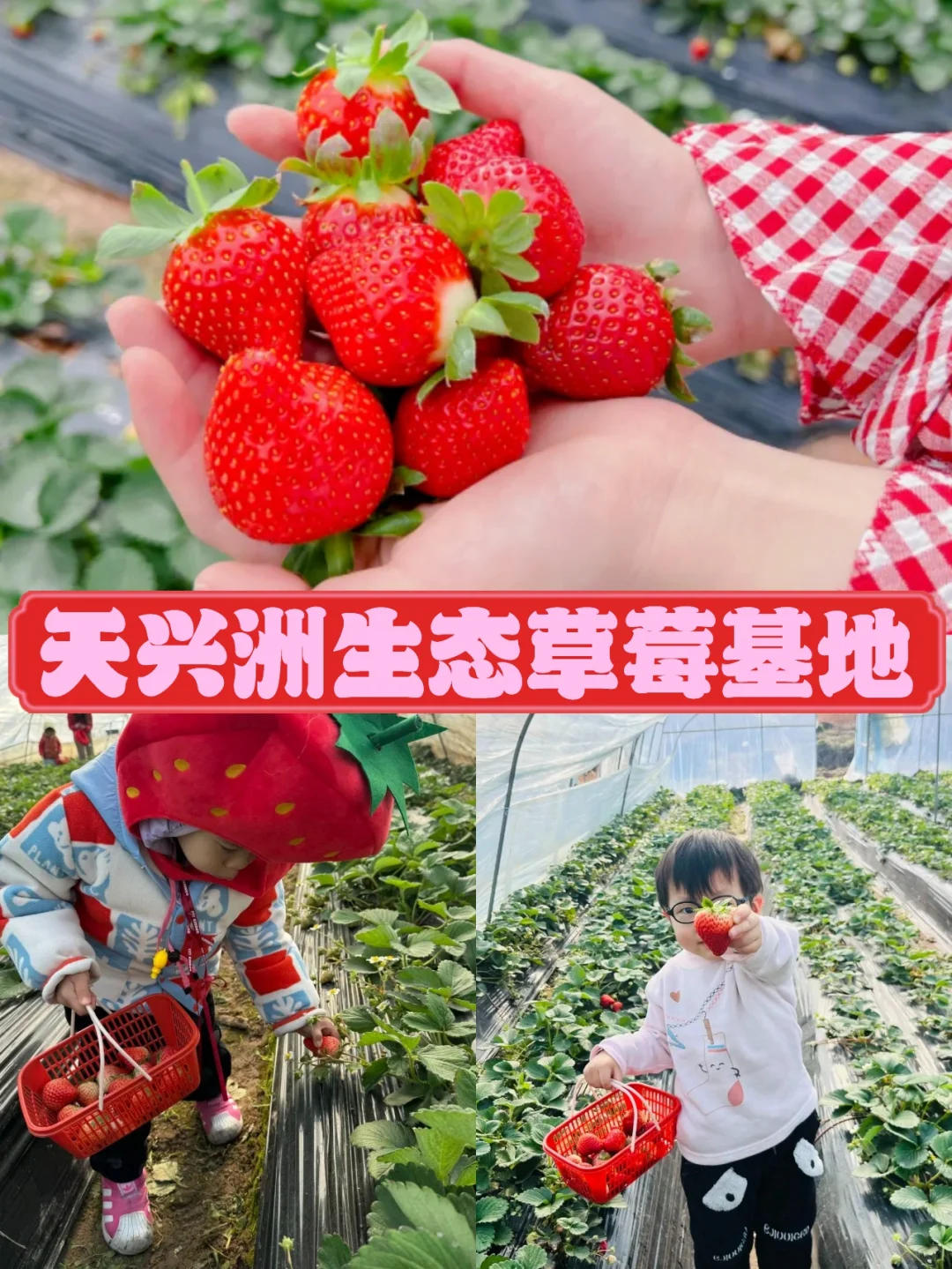 武汉草莓采摘🍓超甜🎀莓烦恼~