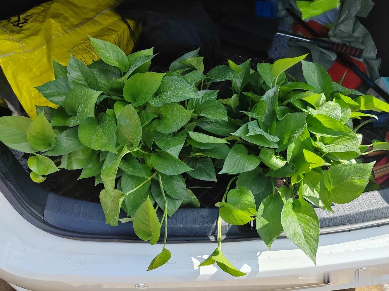 我家小区附近的花卉市场今天开业，吃过早饭，我和老婆及侄女（二舅哥的女儿）过去转了
