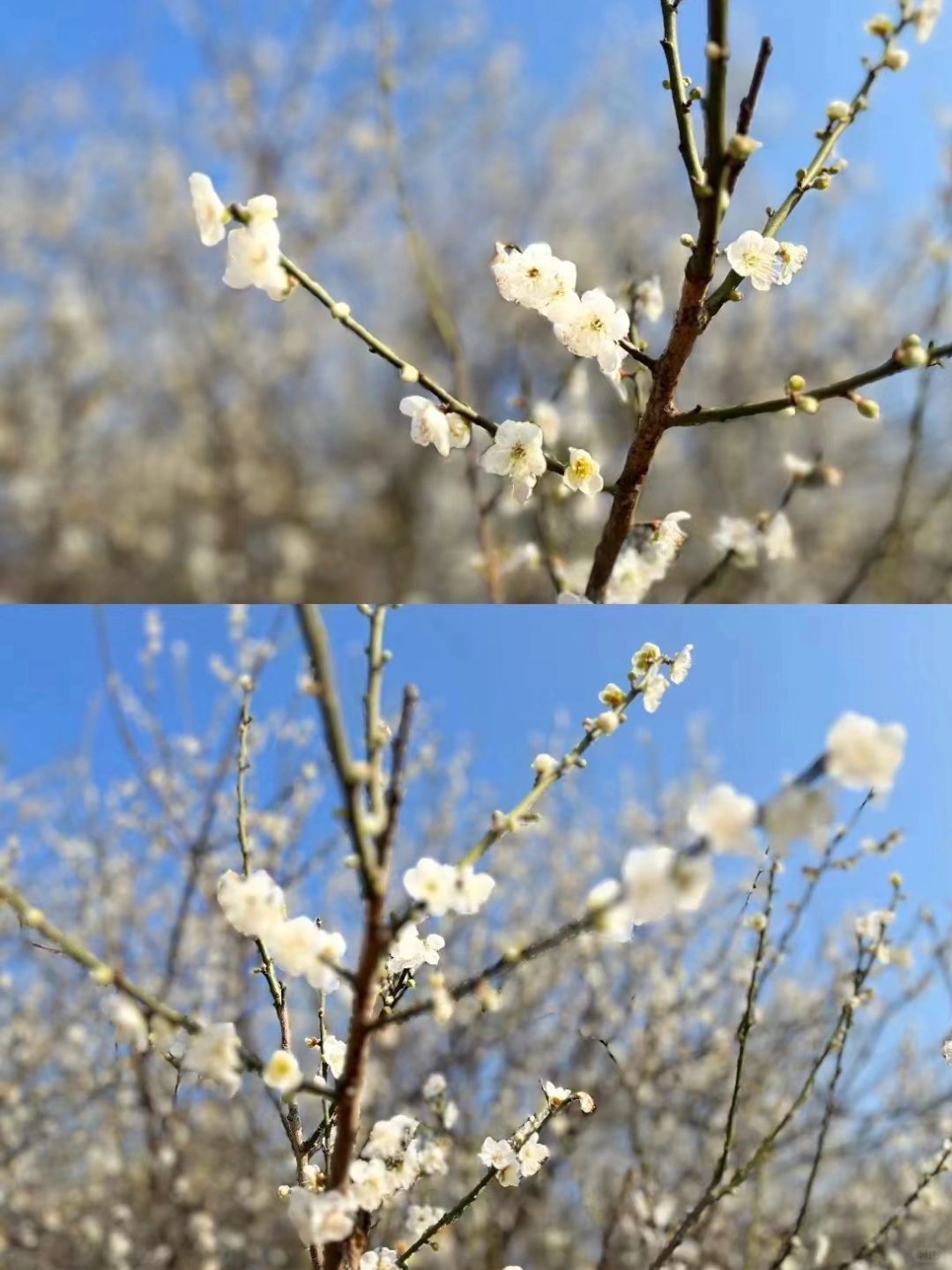 香雪公园梅花盛花期已至，这美景爱了🔆