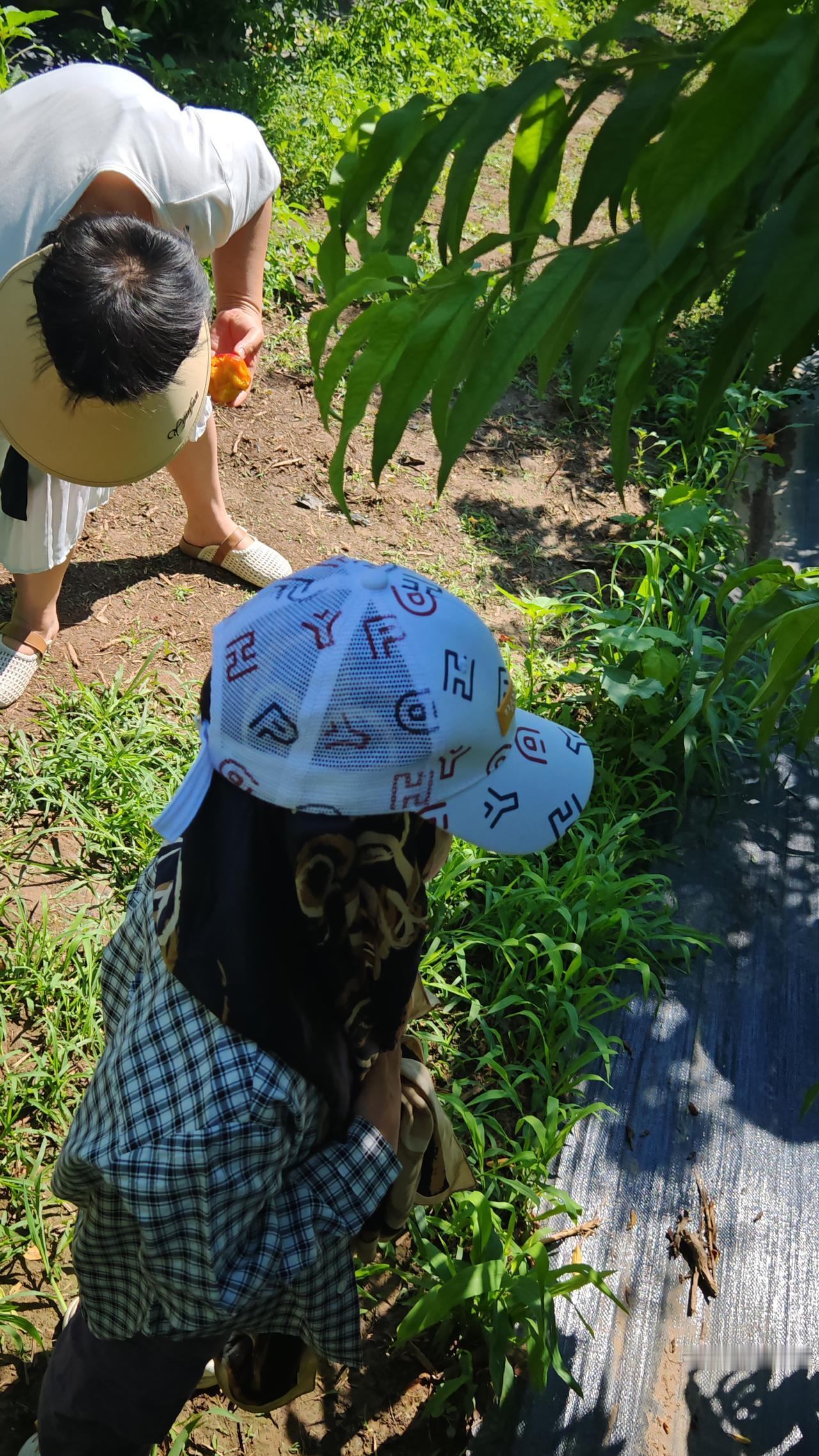 新鲜刚采摘的水果，果然味道不一样，你信吗？并且我还发现一个有趣的现象。

每到春