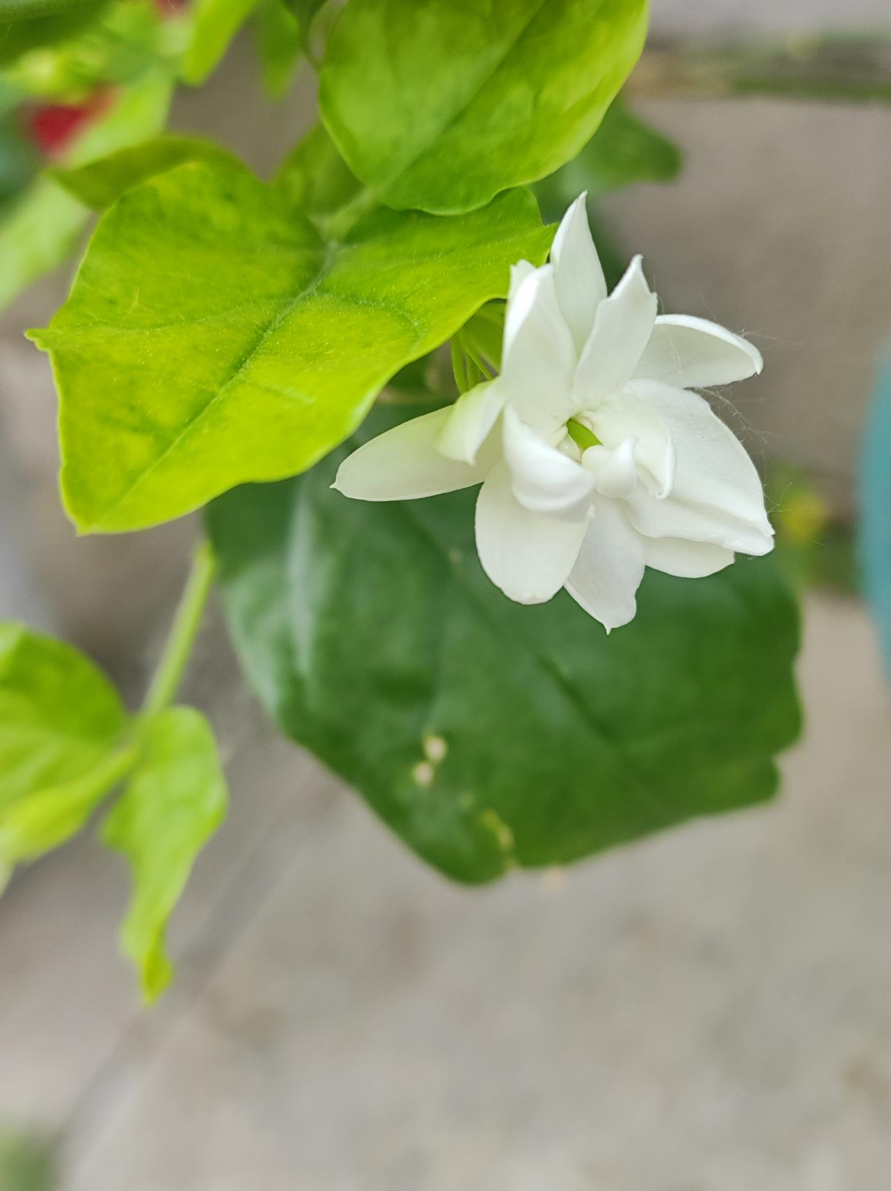 寻找夏花（1）

春花铺天盖地已远去，夏花却在不起眼的角落里，静静的开始绽放了。
