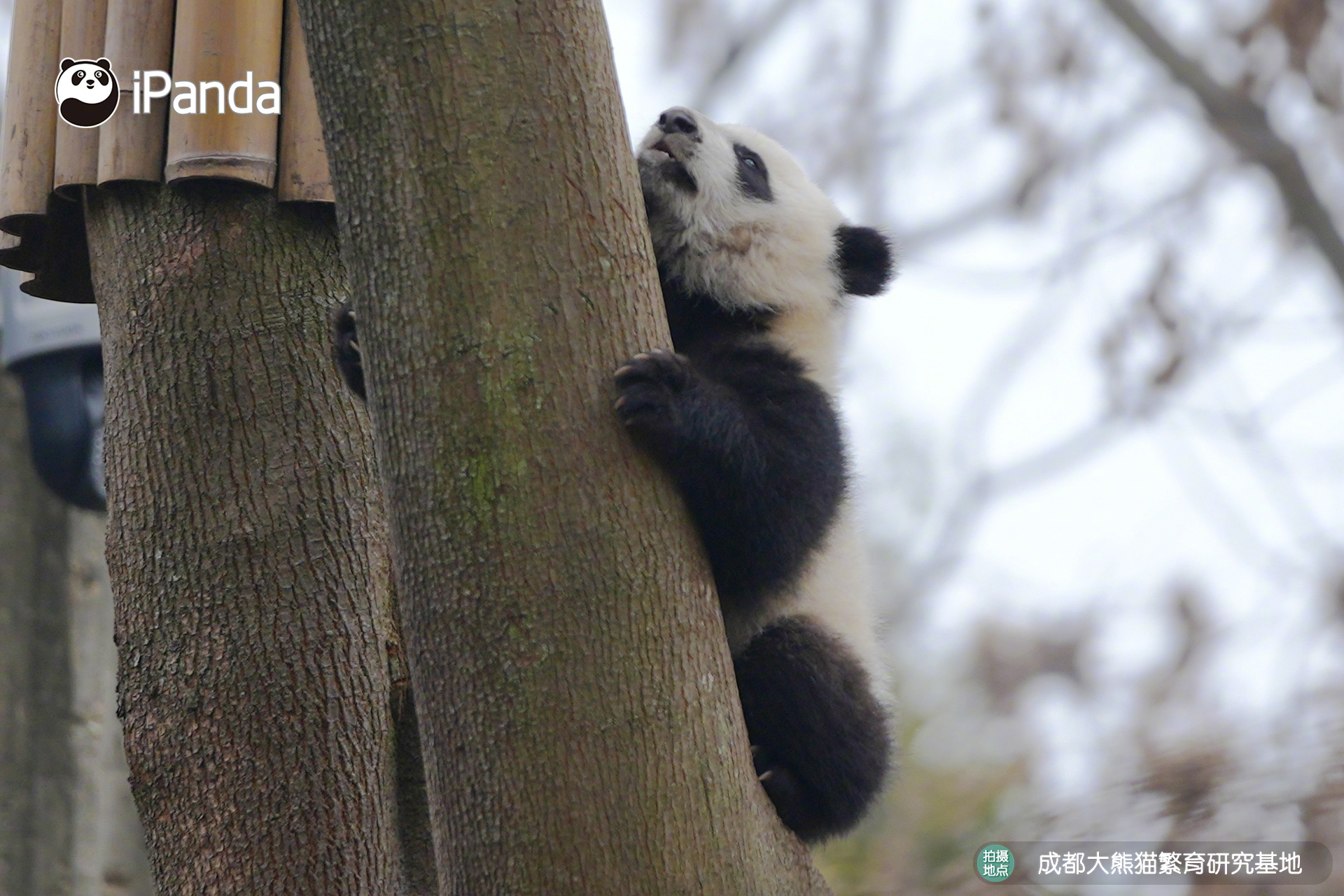 【大熊猫的治愈从早安开始 🌟】名熊名言：向上攀爬的意义，从来不是登顶，而是沿途