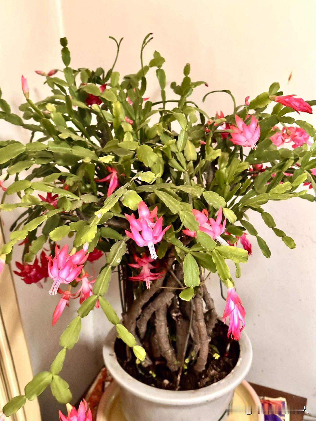 随拍蟹爪兰花看养了二十年的蟹爪兰