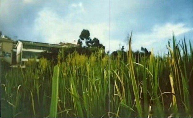 王俊凯 大概是这样 大概是夏天小凯好浪漫 