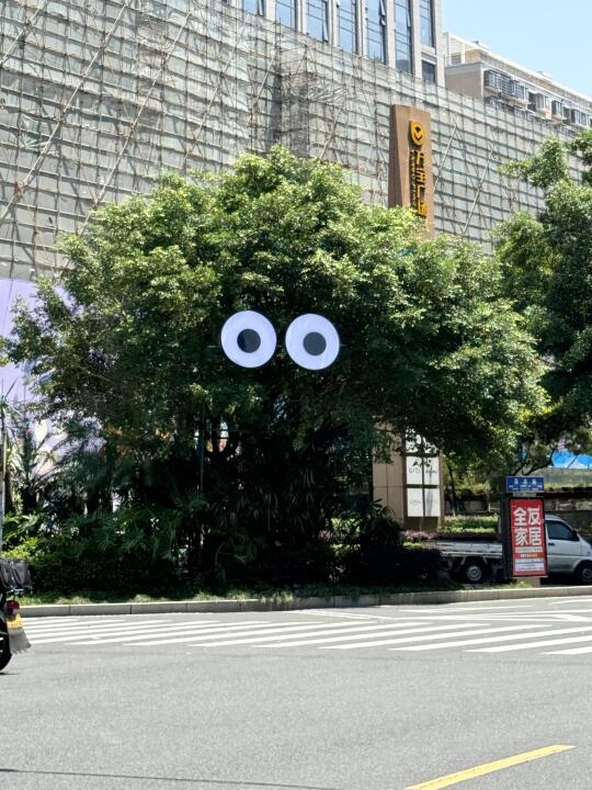 龙岩万宝的树也长眼睛👀辣？？？！