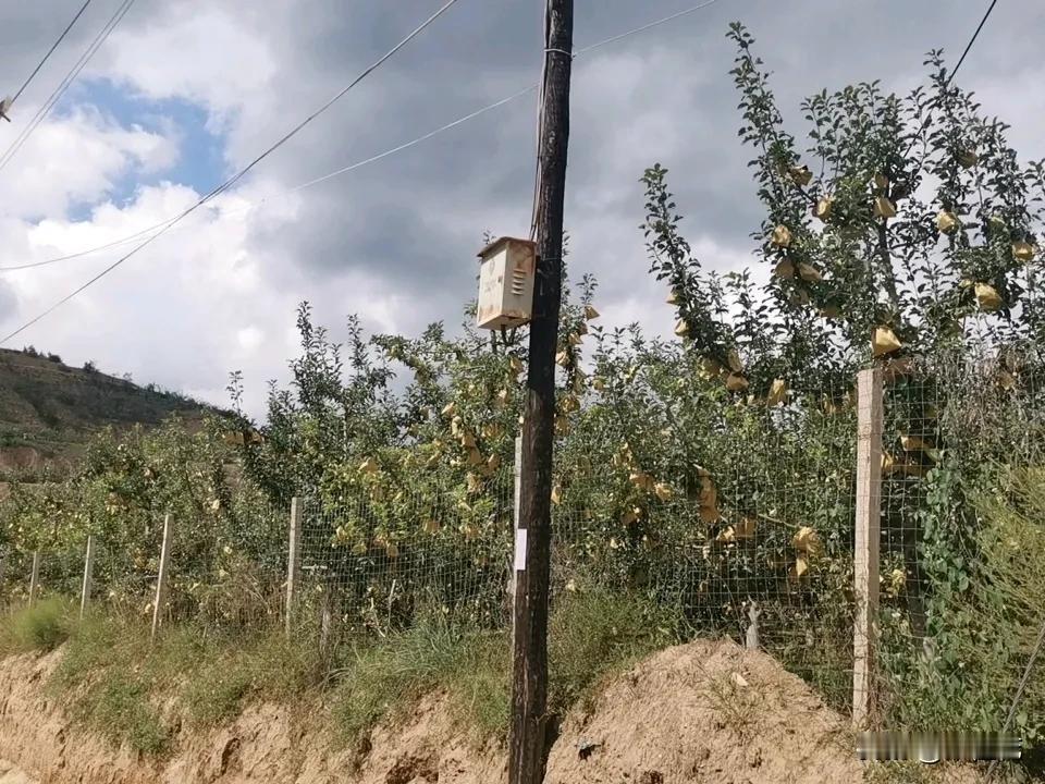 今天早上去兄弟的苹果园里溜达了一圈，兄弟一家人在苹果地里给苹果取袋，现在正是嘎啦