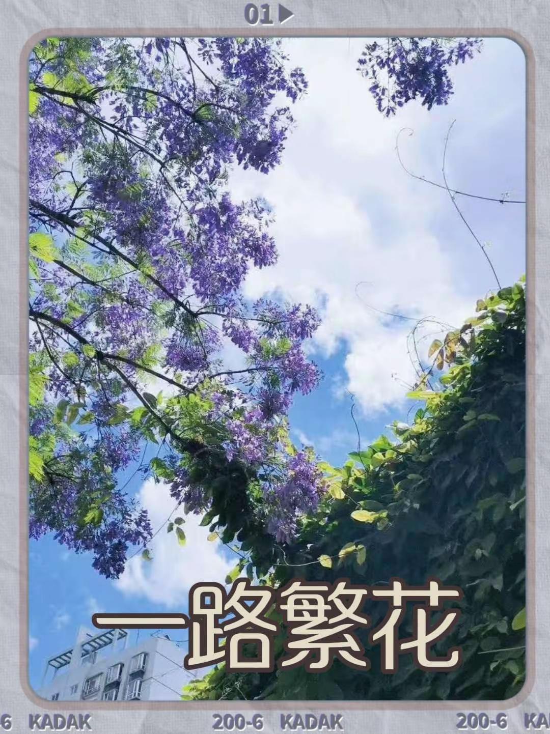 一路繁花。大学校园 风光摄影 紫荆花 图文热点来了