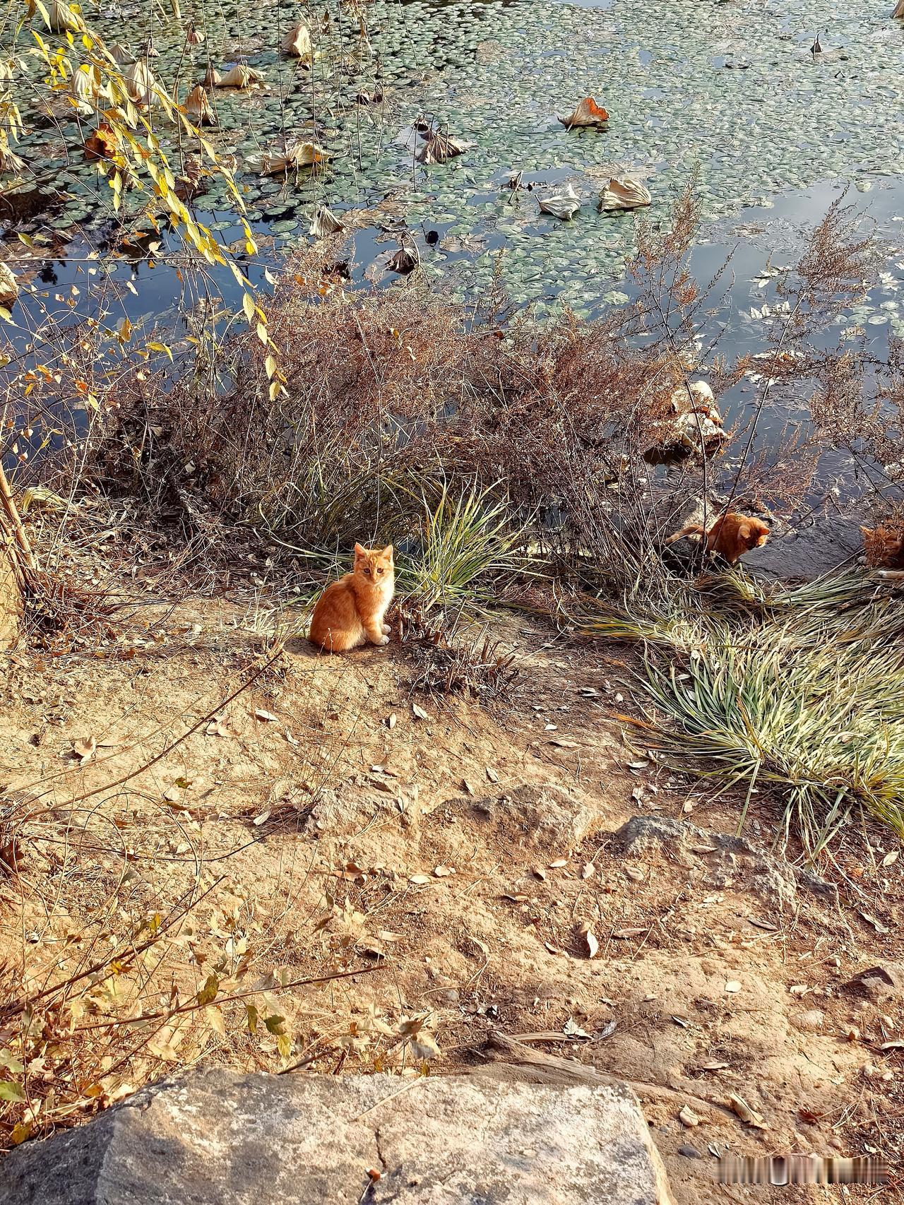 今天开局先来个大瓜，是小韩和小菲的大瓜！

现在小菲家里有5万个左右孩子找不到他
