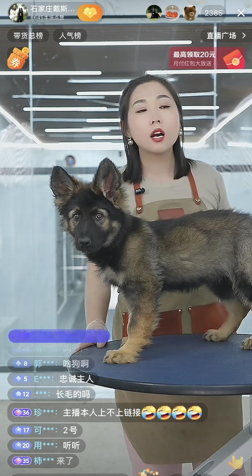 名犬直播售卖，一条动辄一两万。一女子在直播间卖东德牧羊犬，第一条1.3万，看上去