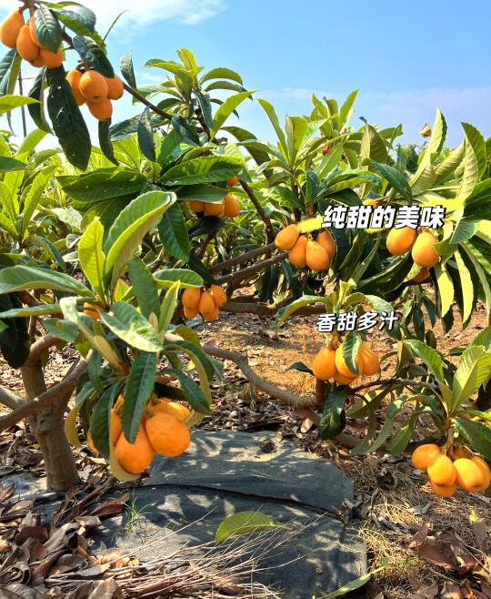 一下子全熟了怎么办？12.8一箱顺丰包邮吧！