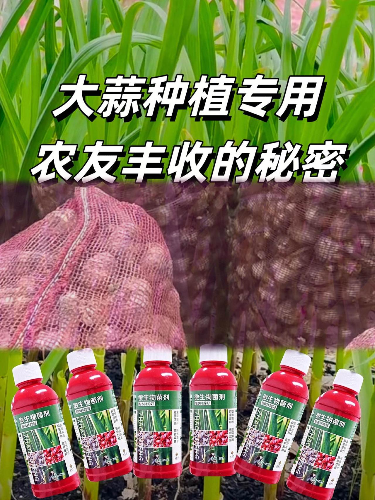 #大蒜种植技术 #大蒜种植 【大蒜拌种剂，助力丰收新高度】
当你怀揣着对丰收的憧