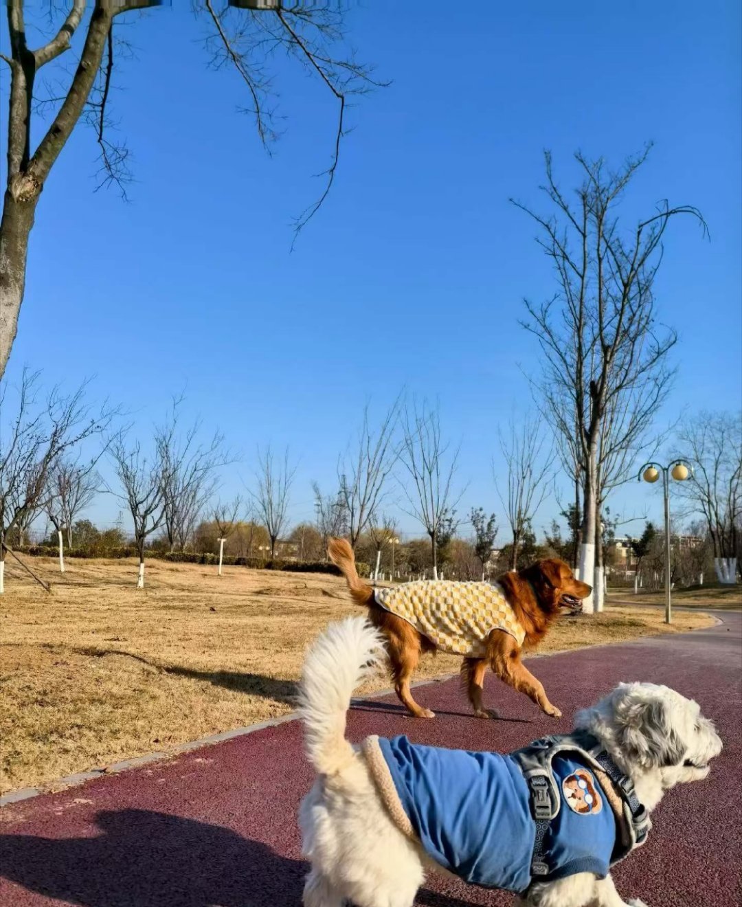 老辈子没想到有天能看到狗遛狗 时代进步到狗狗都能组队遛弯，画面又搞笑又温馨。老一