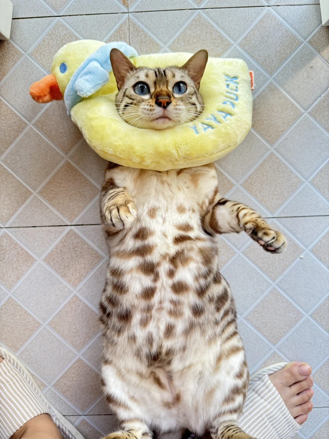 团子鸭