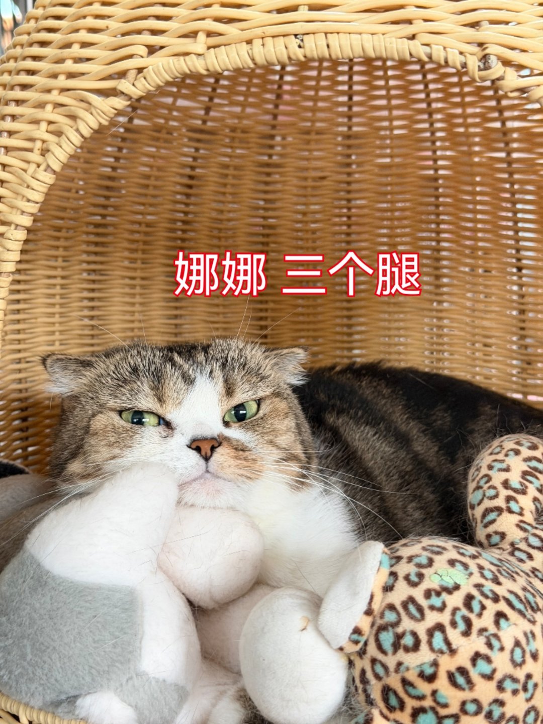 想养个可爱小猫吗？领养联系微信:14775905716深圳领养 深圳
