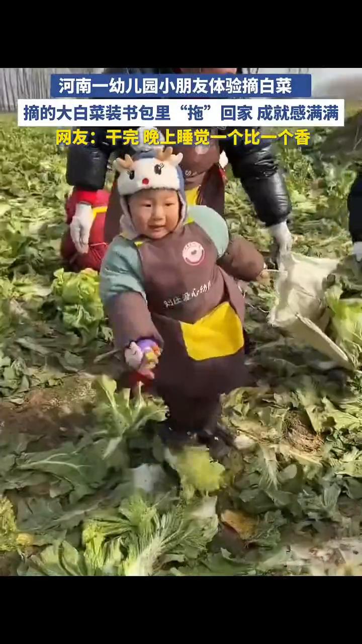 河南一幼儿园小朋友体验摘白菜，摘的大白菜装书包里