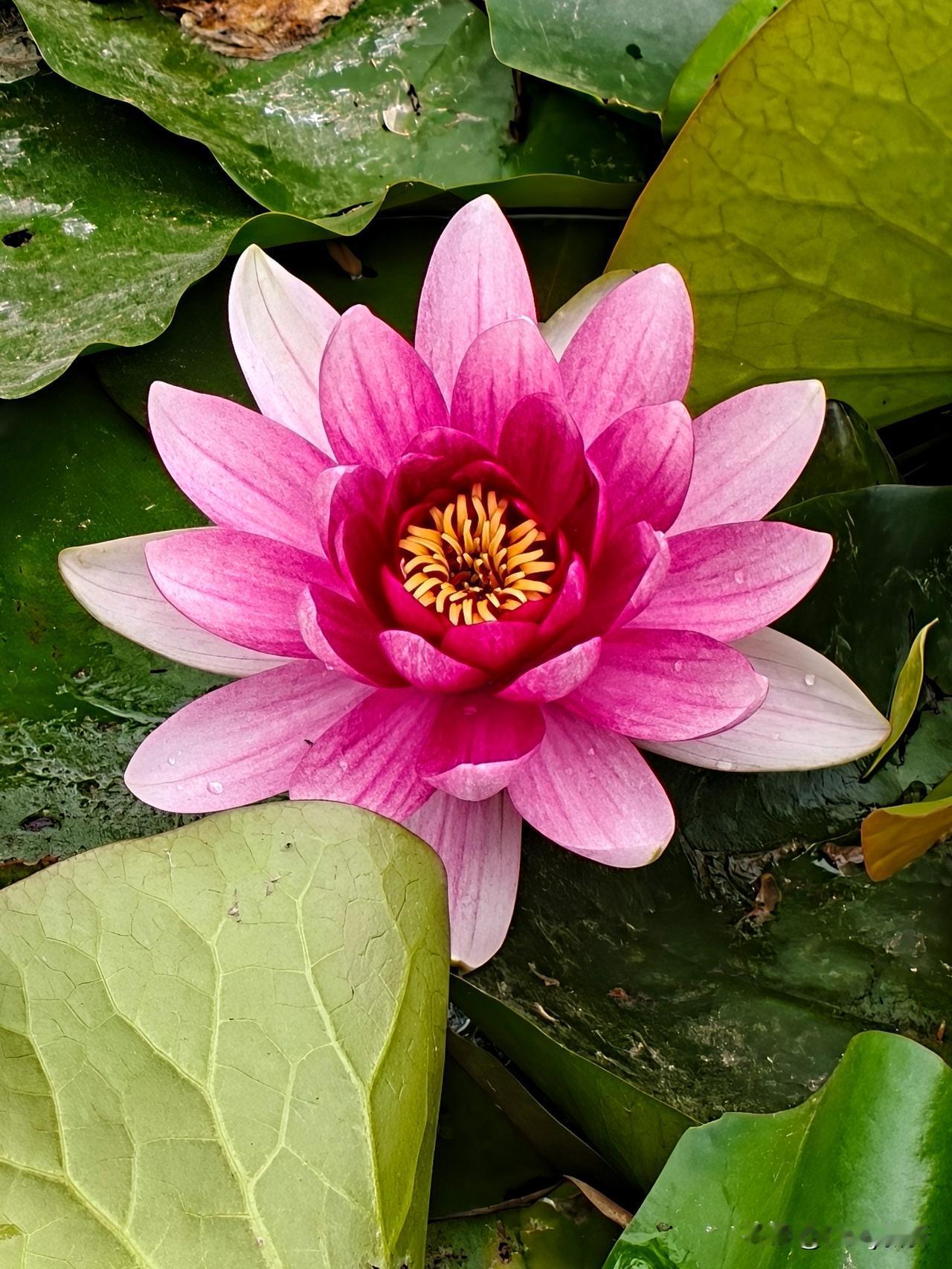 水波漾漾，睡莲亭亭，不似荷的张扬，只以一抹清雅，静守一方水泽，温柔了岁月，恬淡了
