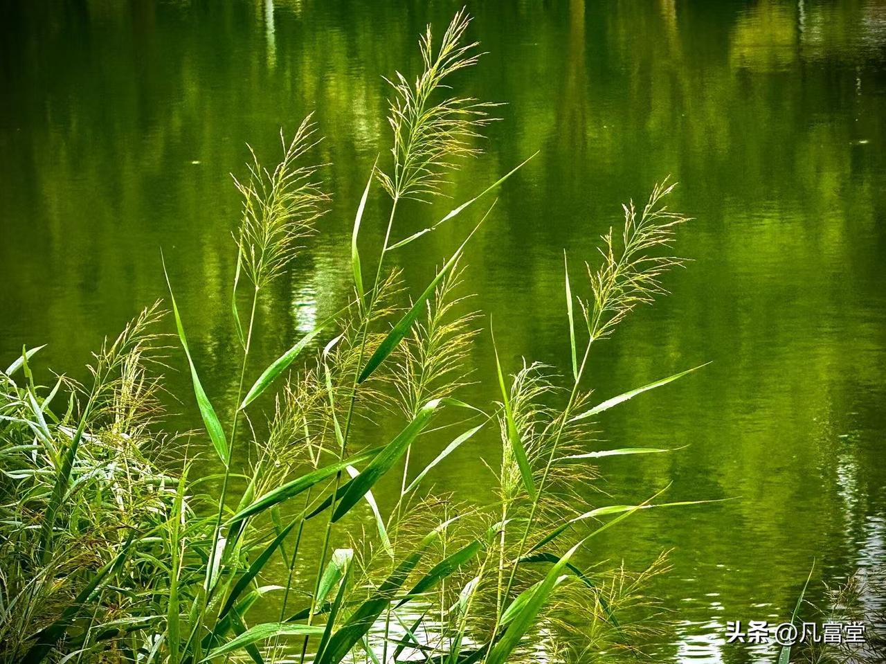 夏日的芦苇
          （原创）


穿过盛夏的午后
借一阵热风
撩动着