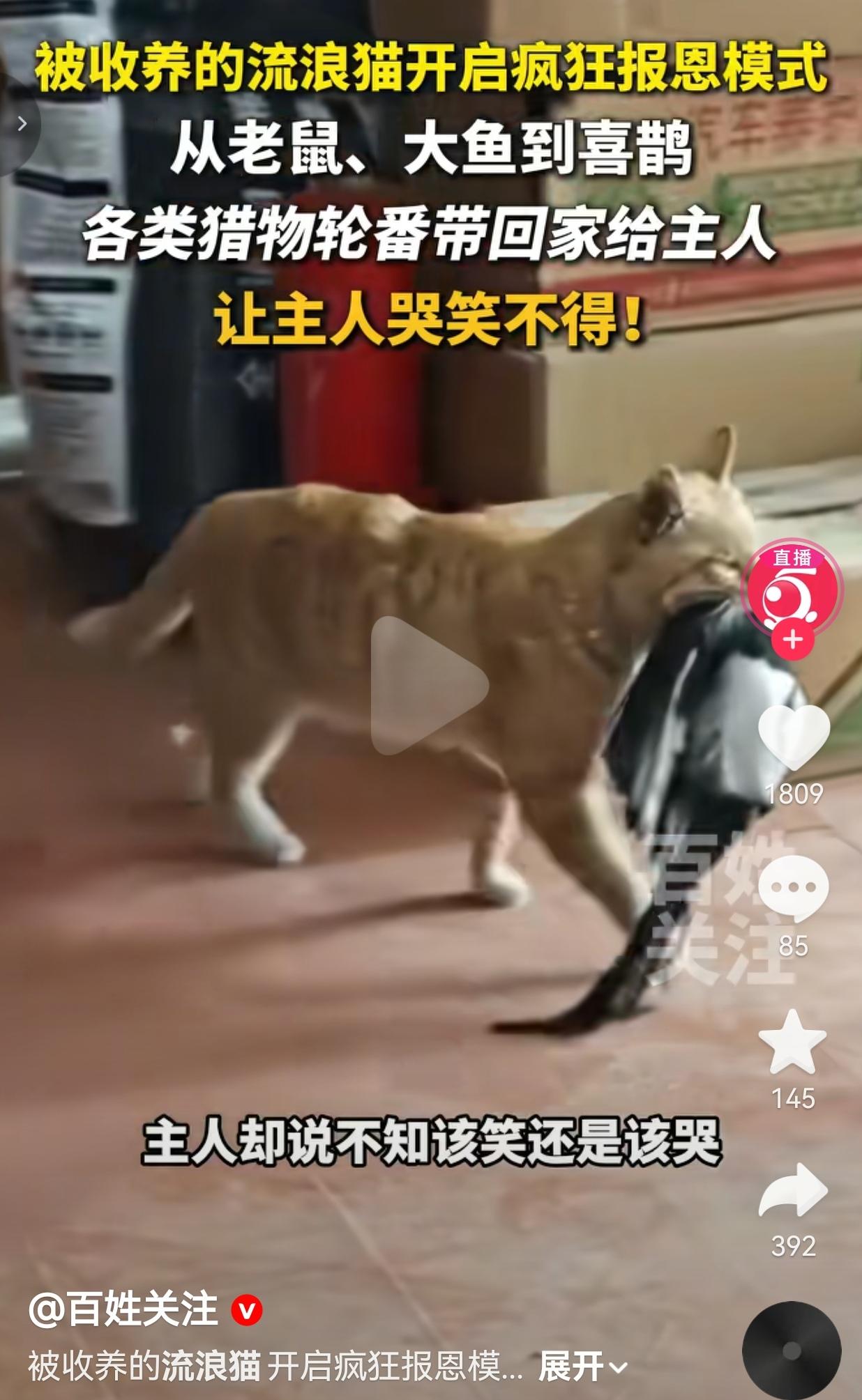 太知道知恩图报了吧！收养的流浪橘猫开启“报恩狂魔”模式，天上飞的地上跑的全往家叼