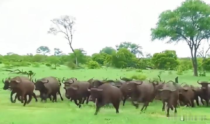 不幸的是，有一只跑的慢的牛被狮子追上，一口咬住牛的脖子，其它牛也停下了脚步，回头