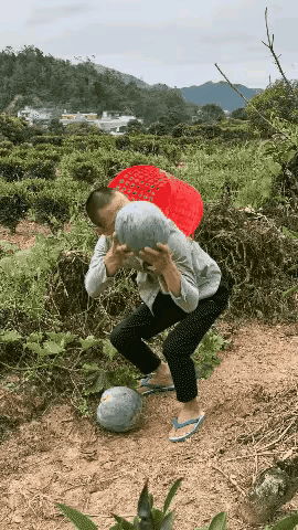 这西瓜的质量就很好嘛