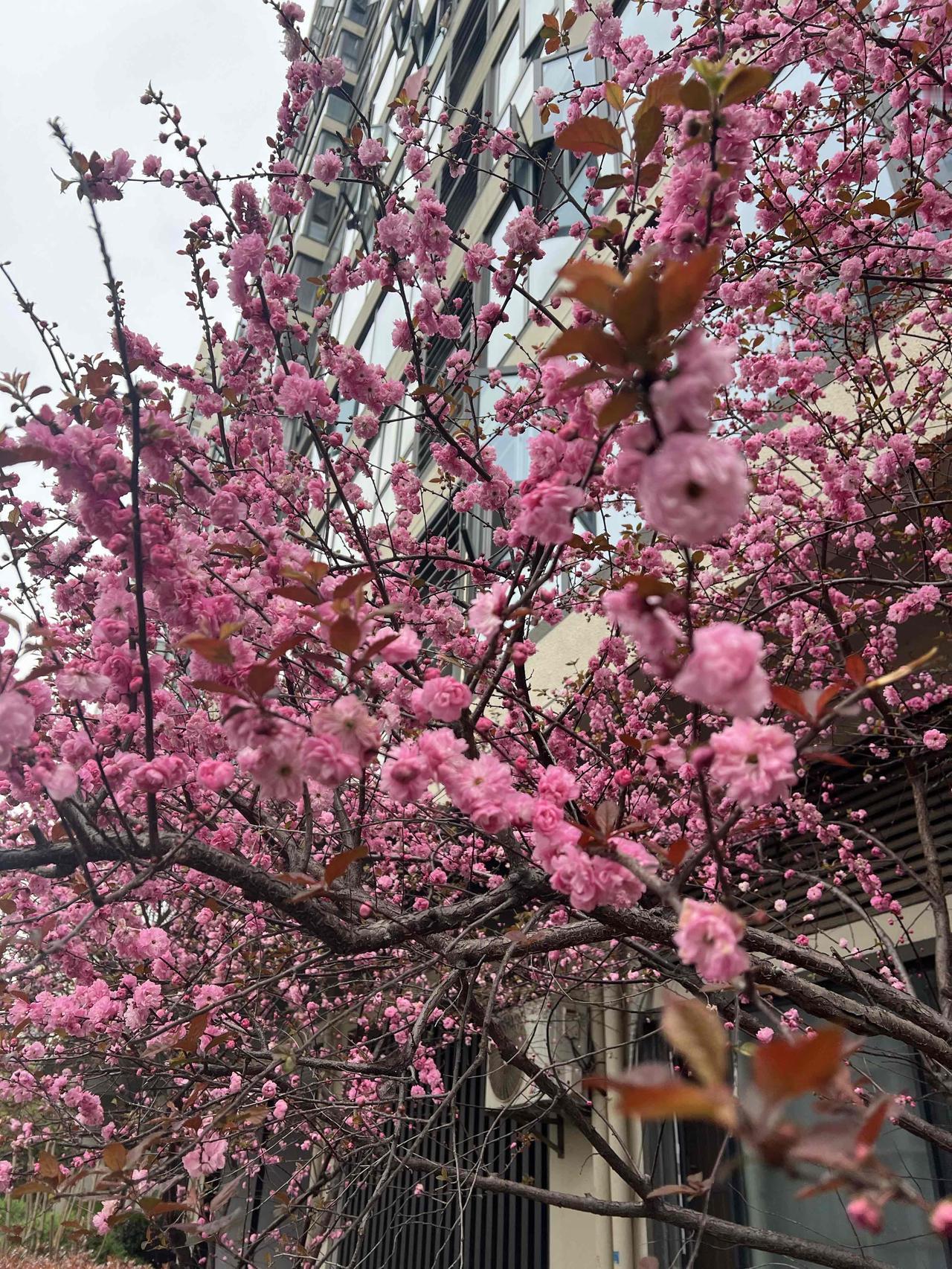 三月底，樱花绽放，美好即将来临。过去几周，股市每日都有4000多家股票下跌，市场