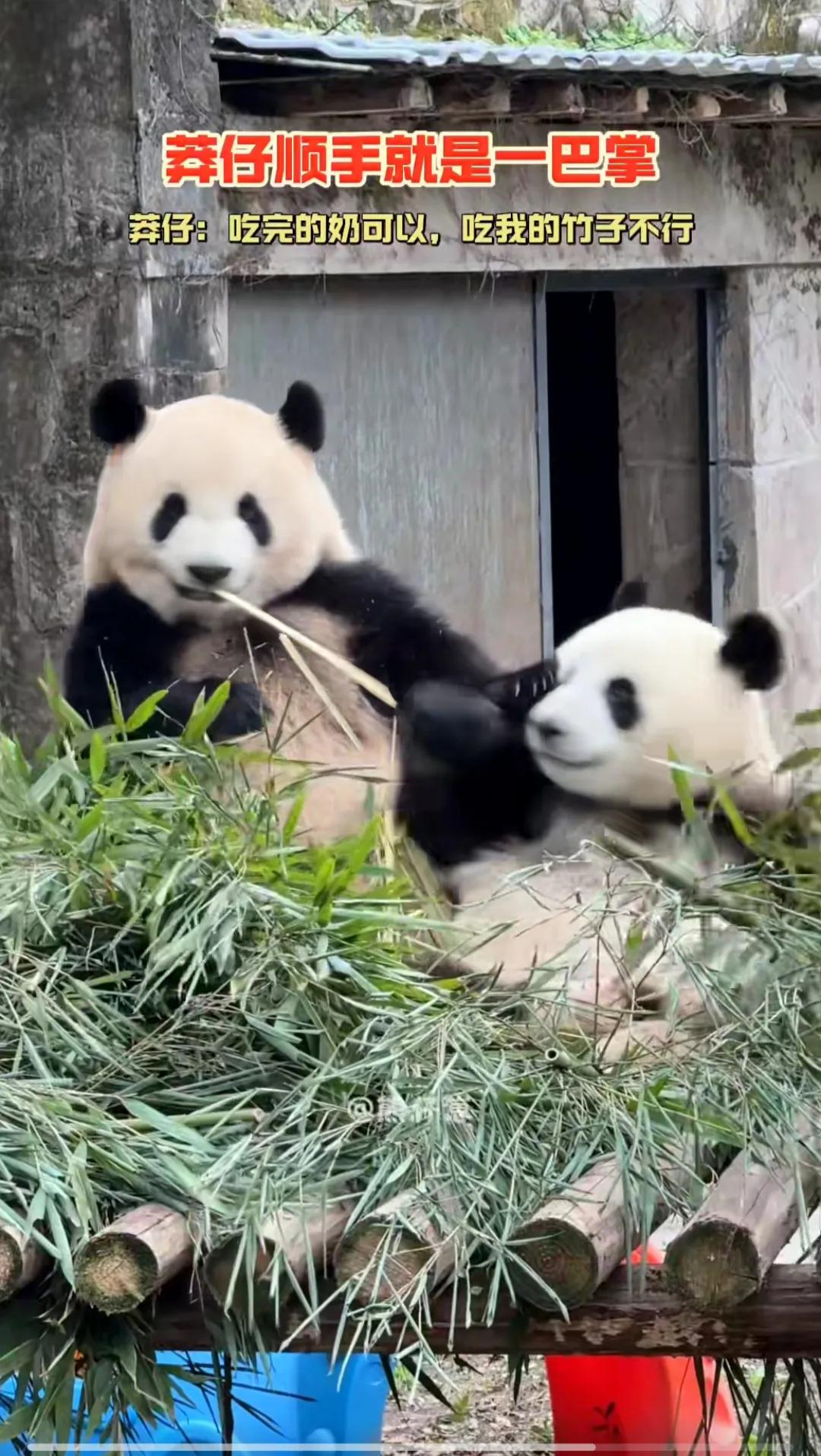 因为喜欢莽小五，现在越来越喜欢莽仔了，对对对就是“莽小六”！
莽小五：听说大家都