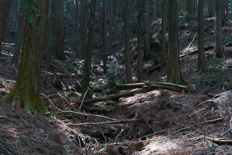 日本山林发现的中国籍女性已死亡数周 日本山林发现死亡数周的中国籍女性，这事儿听起