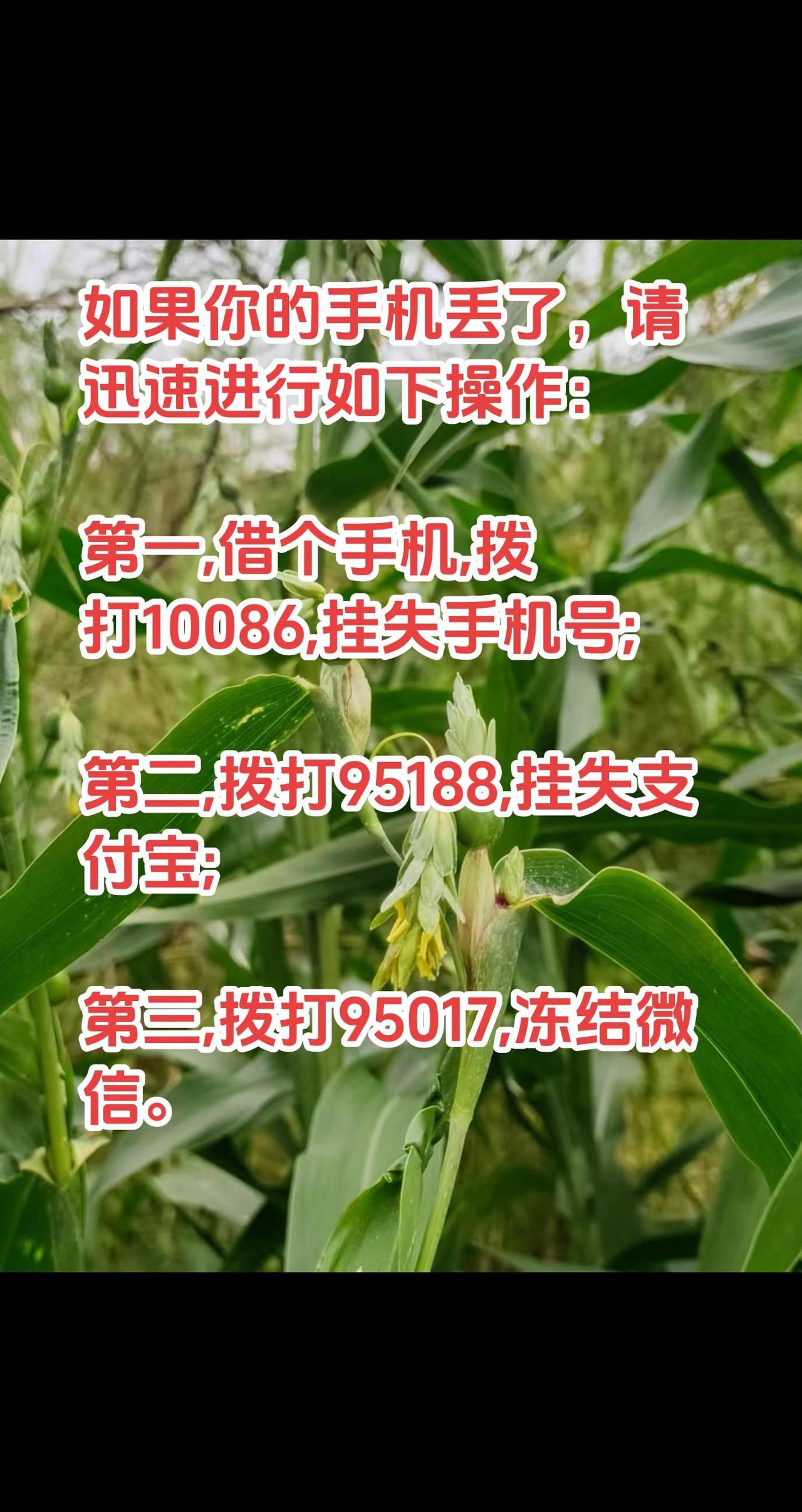 手机丢了，先别慌，请迅速进行如下操作！上热门 手机 手机安全 手机绑银行卡