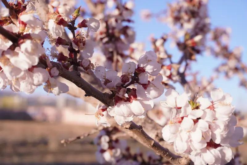 枝头的杏花率先醒来，粉白的花骨朵在蓝天下晃得人心生暖意。不起眼的小蓝花像星星般撒