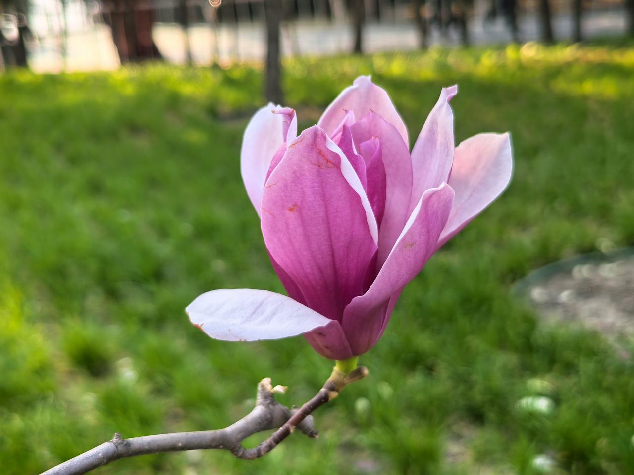 分享一张花开的照片