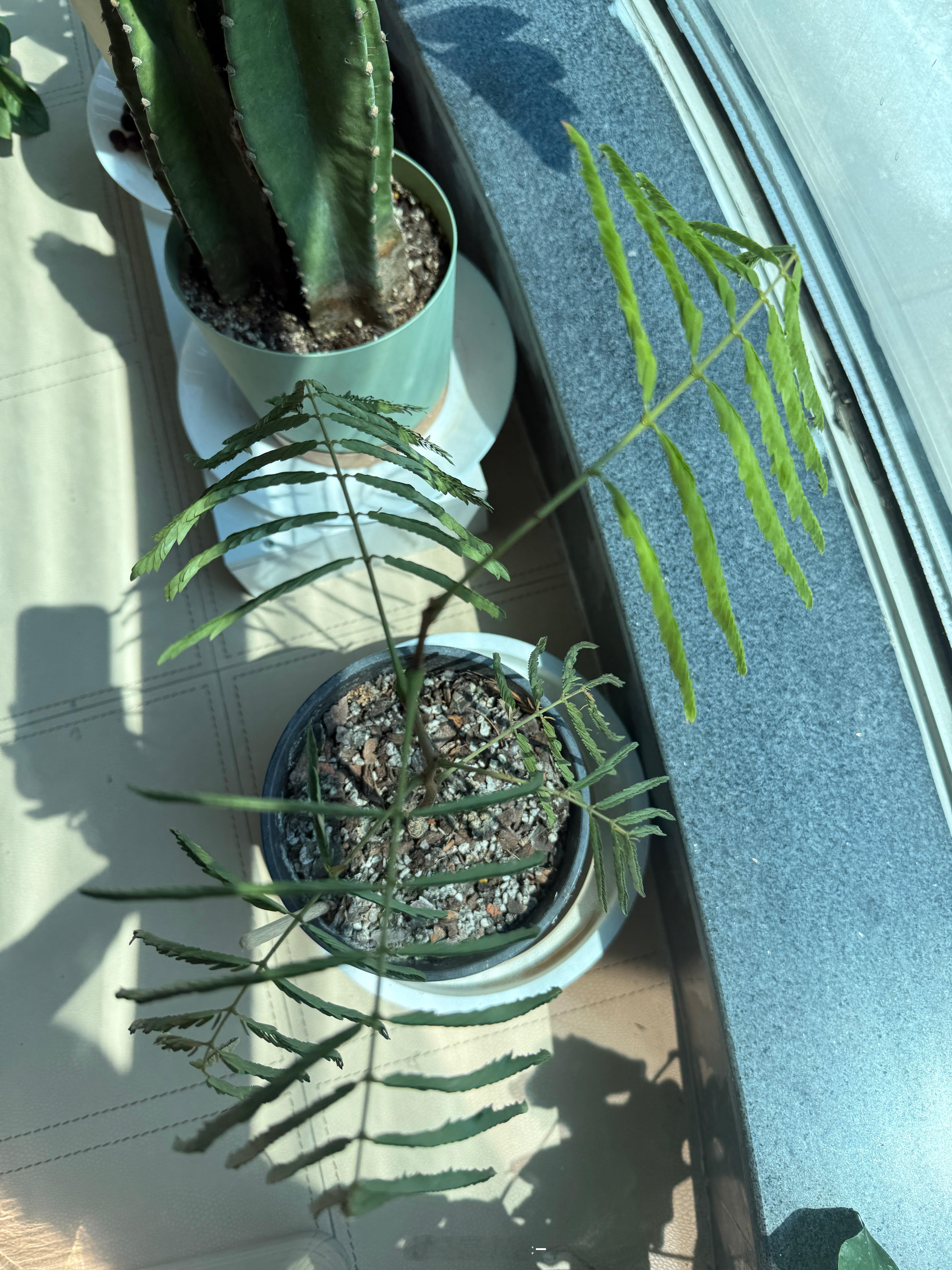 有没有比较懂植物的宝谁知道我这个密叶猴不展开叶子是咋回事昨天阴天自闭就算了 怎么