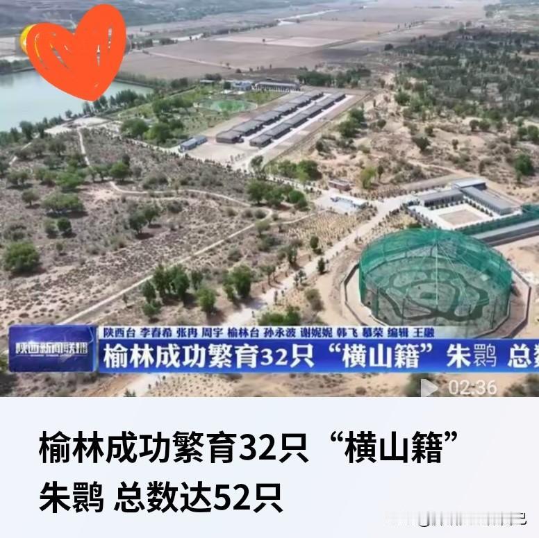 太惊喜！榆林横山繁育32只国宝朱鹮，总数达52只🔥
 
家人们！榆林生态直接开