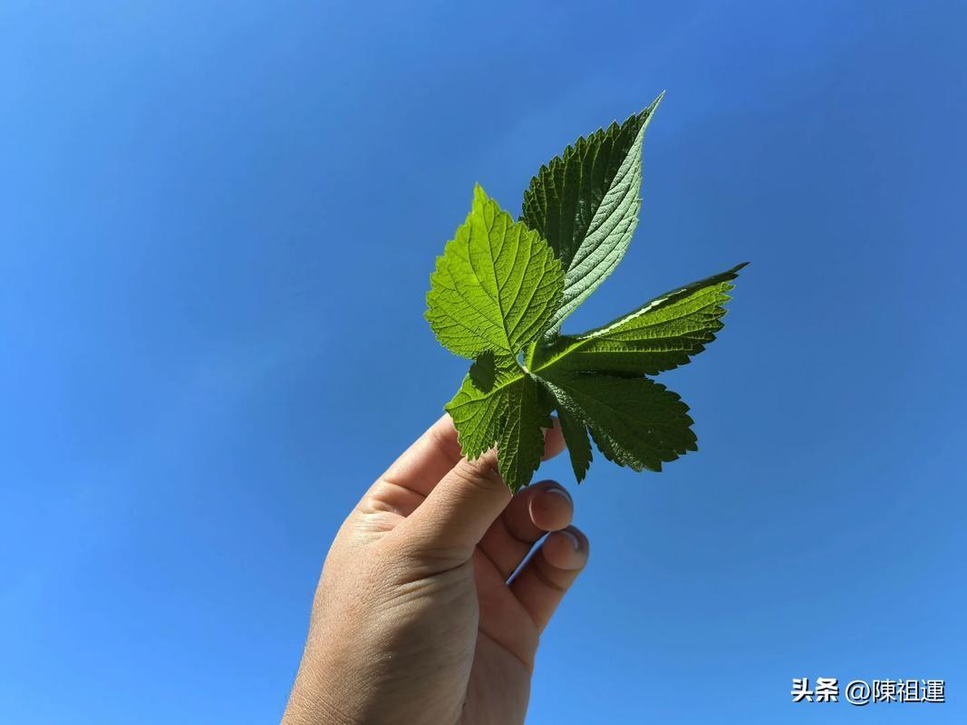 我忍不住停下脚步，仔细聆听鸟儿清脆的歌声，它们在天空中自由地穿梭，偶尔还会掠过我