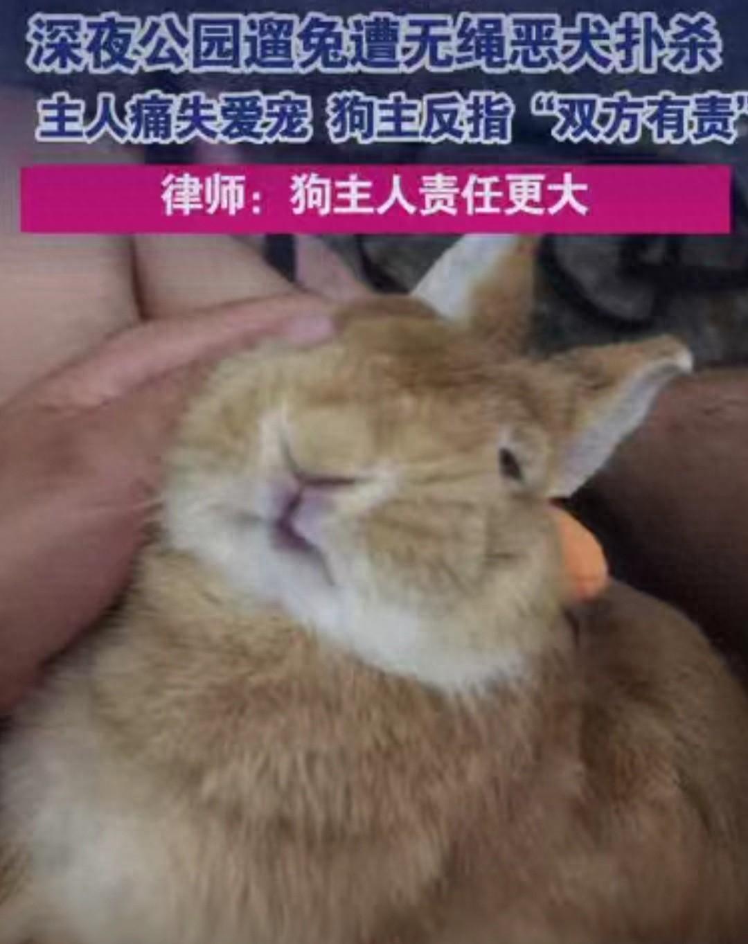 太猖狂！广东深圳，一名男子带着自己养的兔子在公园散心，谁能想到，四条没有牵绳的狗
