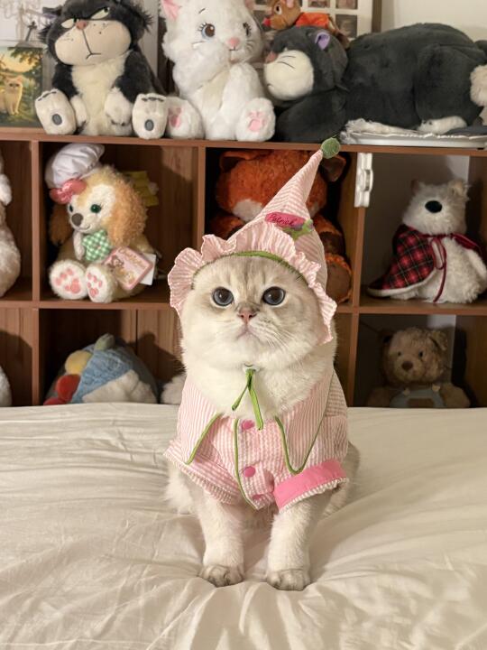 一组甜甜小猫睡衣秀～