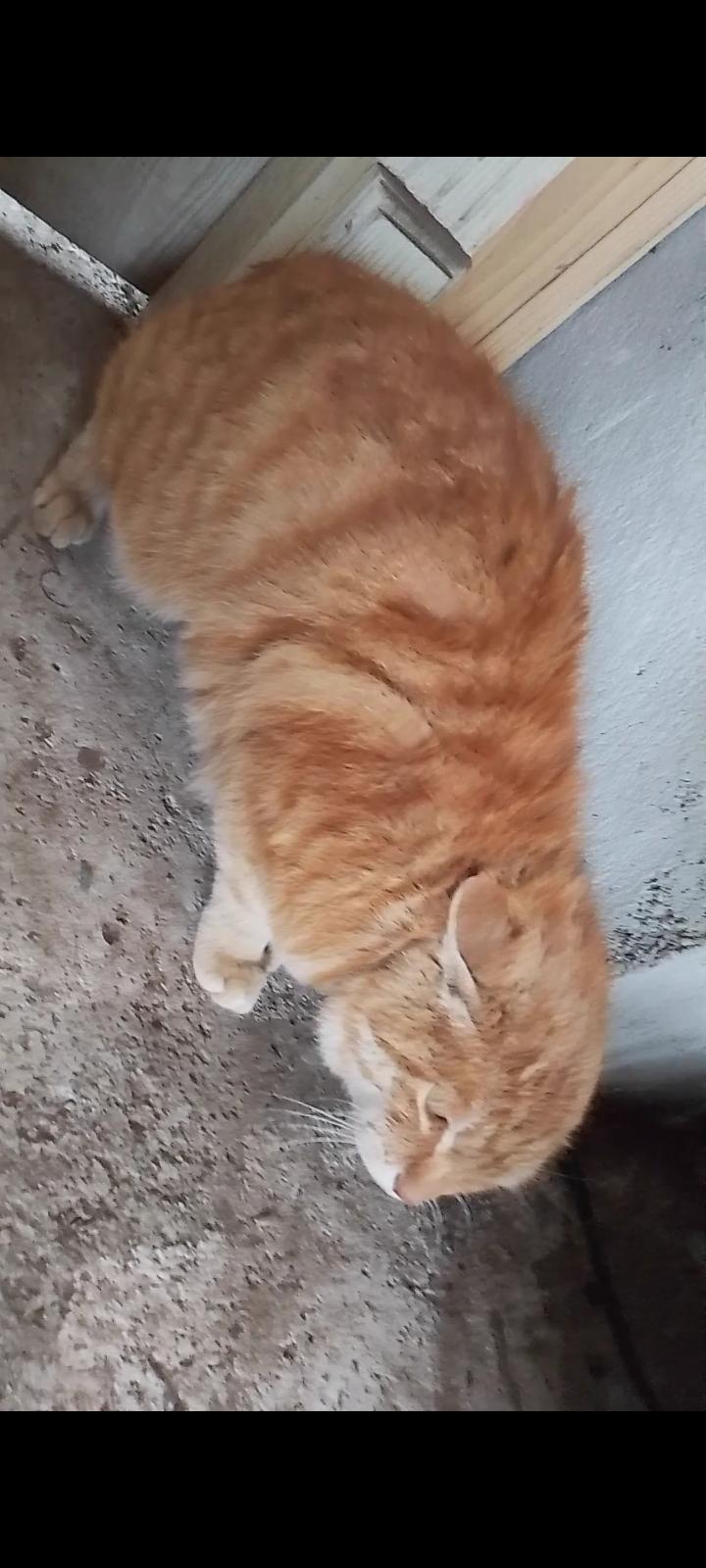 大橘门口守着偷吃，结果被来的另一只大猫咪闹的。耳朵都耷拉下来了。