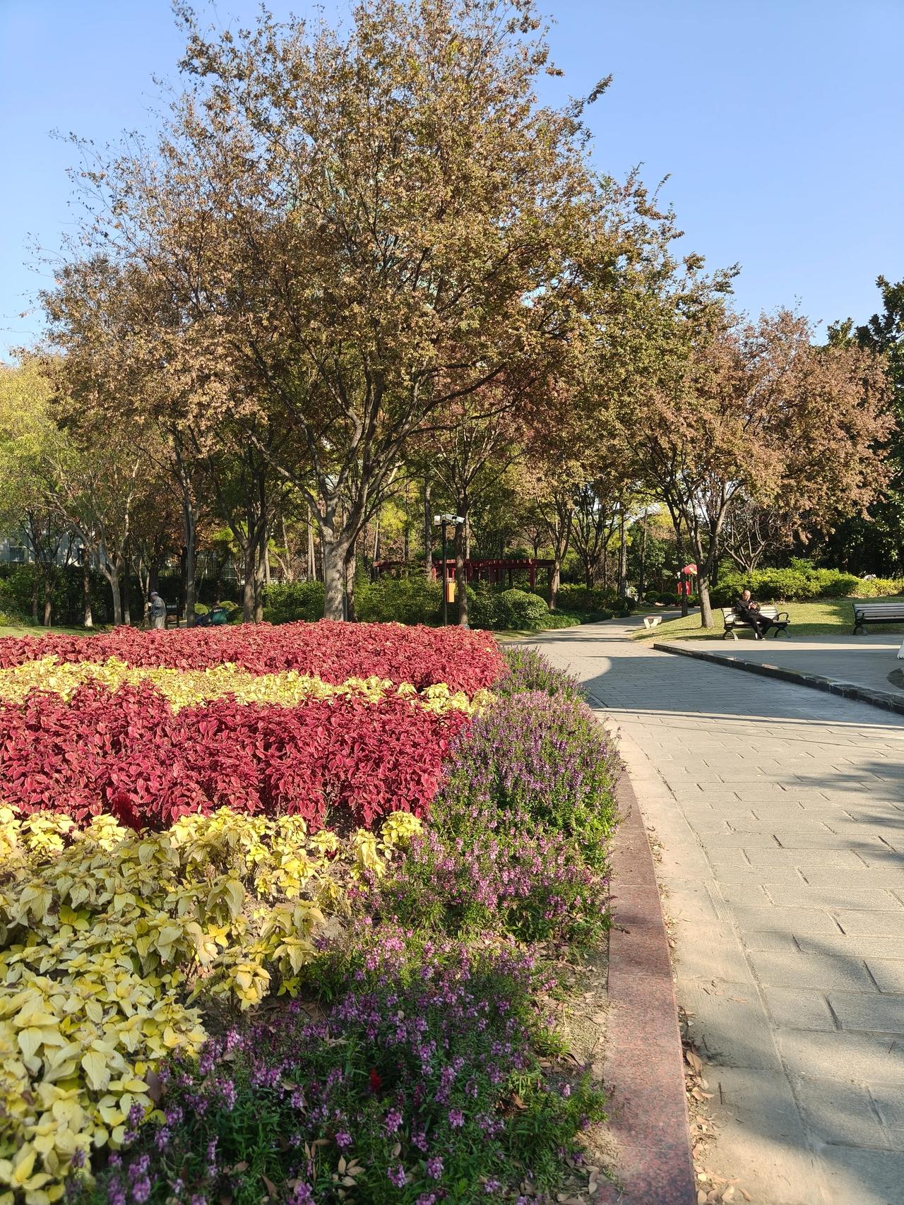 冬日公园散步随手拍实景图分享！

冬日午后散步随手拍～🌲🌲🌸🌸🌿🌿?