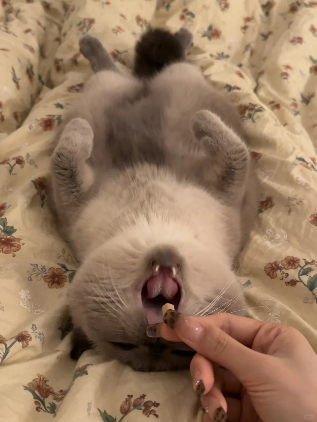 床上掉了一颗芝麻汤圆