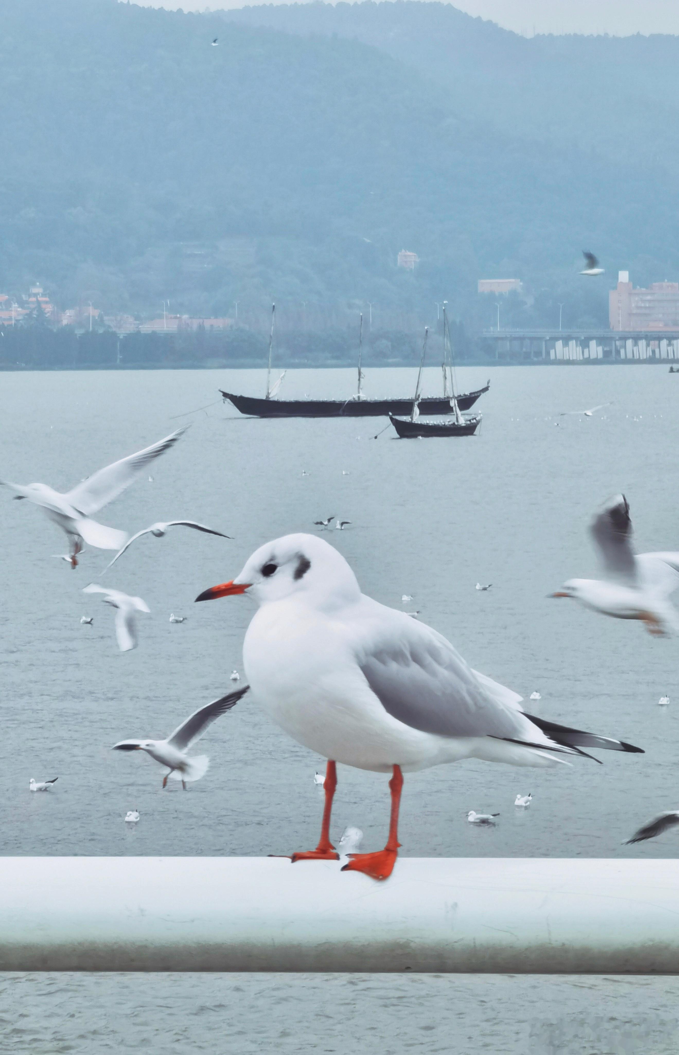 #鸟粉投稿# 可可爱爱的【红嘴鸥】 ​​​