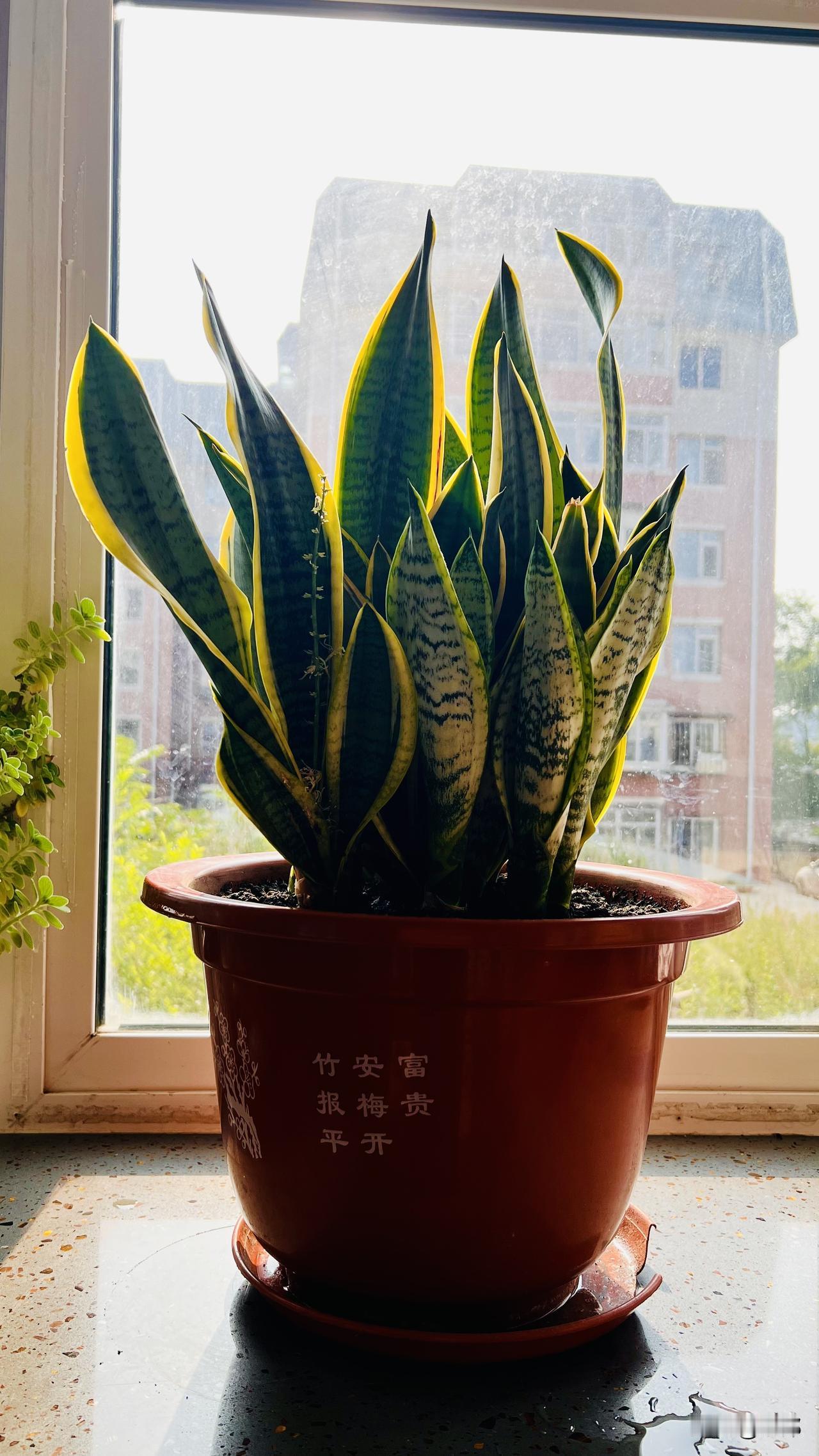 花期后，重新栽植下
