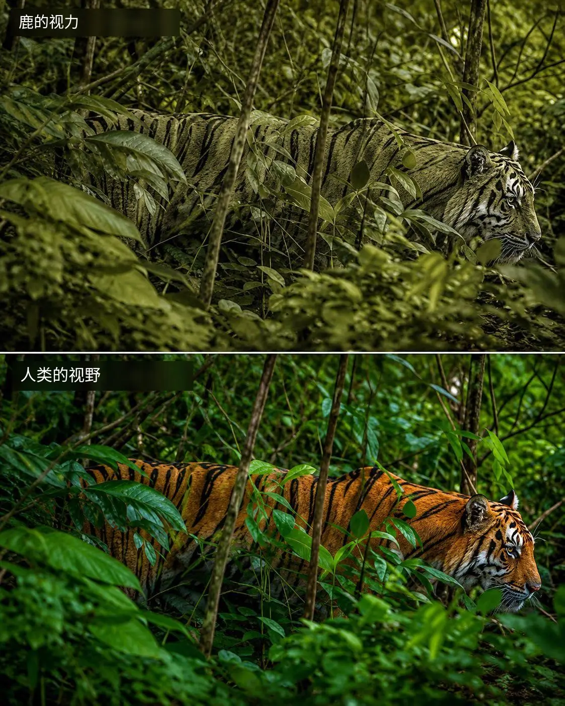 老虎的皮毛那么显眼，怎么伏击猎物？。互联网上很多人都好奇过，老虎鲜橙色...